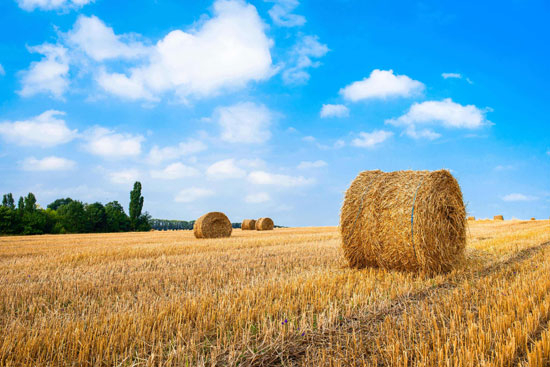 生物質(zhì)能源是什么能源？