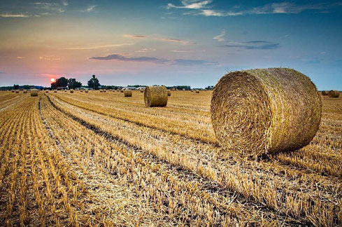 生物質能發(fā)電的前景