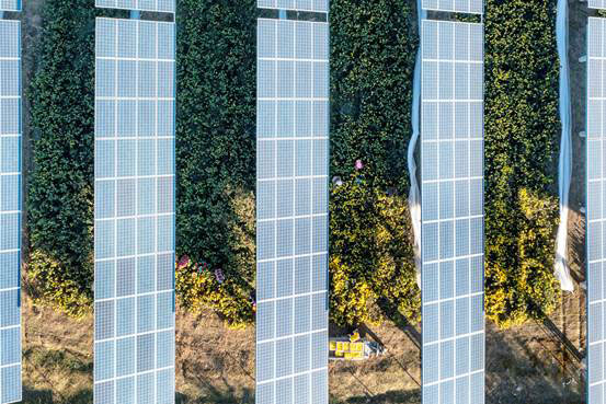 農(nóng)光互補(bǔ)光伏電站助力碭山農(nóng)戶實(shí)現(xiàn)雙增收